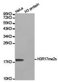 Western blot analysis of extracts of HeLa cell line and H3 protein expressed in E.coli., using H3R17me2s antibody.