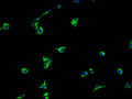 Immunofluorescence staining of HepG2 cells with CSB-PA820182NA01HU at 1:100, counter-stained with DAPI. The cells were fixed in 4% formaldehyde and blocked in 10% normal Goat Serum. The cells were then incubated with the antibody overnight at 4°C. The secondary antibody was Alexa Fluor 488-congugated AffiniPure Goat Anti-Rabbit IgG(H+L).