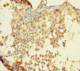 Immunohistochemistry of paraffin-embedded human testis tissue using CSB-PA821707HA01HU at dilution of 1:100