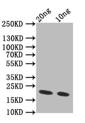 Western Blot
Positive WB detected in: recombinant protein
All lanes:CSGA Antibody at 1:1000
Secondary
Goat polyclonal to rabbit IgG at 1/50000 dilution
Predicted band size: 18.1 kDa
Observed band size: 18.1 kDa