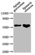 Western Blot
Positive WB detected in: Apium graveolens leaf tissue, Spinacia oleracea leaf tissue
All lanes: CAT1 antibody at 1:1000
Secondary
Goat polyclonal to rabbit IgG at 1/50000 dilution
Predicted band size: 57 kDa
Observed band size: 57 kDa