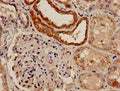 Immunohistochemistry analysis of human kidney tissue using CSB-PA822163LA01HU at dilution of 1:100
