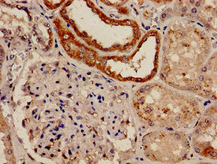 Immunohistochemistry analysis of human kidney tissue using CSB-PA822163LA01HU at dilution of 1:100