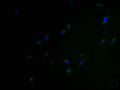 Immunofluorescence staining of Hela cells with CSB-PA822807PA01HU at 1:100, counter-stained with DAPI. The cells were blocked in 10% normal Goat Serum and incubated with the antibody overnight at 4°C. The secondary antibody was Alexa Fluor 488-congugated AffiniPure Goat Anti-Rabbit IgG(H+L).