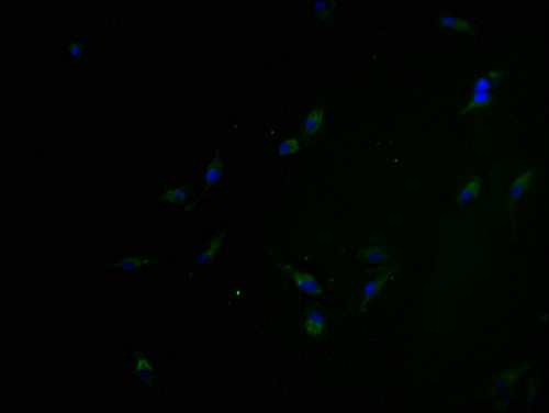 Immunofluorescence staining of Hela cells with CSB-PA822807PA01HU at 1:100, counter-stained with DAPI. The cells were blocked in 10% normal Goat Serum and incubated with the antibody overnight at 4°C. The secondary antibody was Alexa Fluor 488-congugated AffiniPure Goat Anti-Rabbit IgG(H+L).