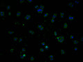 Immunofluorescence staining of HepG2 cells with CSB-PA823450OA01HU at 1:100, counter-stained with DAPI. The cells were fixed in 4% formaldehyde and blocked in 10% normal Goat Serum. The cells were then incubated with the antibody overnight at 4°C. The secondary antibody was Alexa Fluor 488-congugated AffiniPure Goat Anti-Rabbit IgG(H+L).