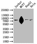 Western Blot
Positive WB detected in: Hela whole cell lysate, HEK293 whole cell lysate, MCF-7 whole cell lysate
All lanes: SLC20A1 antibody at 2.5µg/ml
Secondary
Goat polyclonal to rabbit IgG at 1/50000 dilution
Predicted band size: 74 kDa
Observed band size: 74 kDa