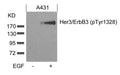 Western blot analysis of extracts from A431 cells untreated or treated with EGF using Her3/ErbB3(phospho-Tyr1328) Antibody.