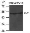 Western blot analysis of extract from HepG2 and PC12 cells using DLK1 Antibody
