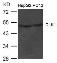 Western blot analysis of extract from HepG2 and PC12 cells using DLK1 Antibody
