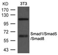 Western blot analysis of extracts from 3T3 cells using Smad1/Smad5/Smad8 Antibody.