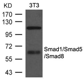 Western blot analysis of extracts from 3T3 cells using Smad1/Smad5/Smad8 Antibody.