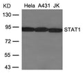 Western blot analysis of extracts from Hela, A431 and JK cells using STAT1(Ab-701) Antibody.