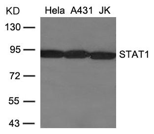 Western blot analysis of extracts from Hela, A431 and JK cells using STAT1(Ab-701) Antibody.