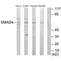 Western blot analysis of extracts from HeLa cells, COS-7 cells, HepG2 cells and HUVEC cells, using Smad4 antibody.