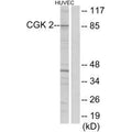 Western blot analysis of extracts from HUVEC cells, using CGK 2 antibody.