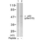 Western blot analysis of extracts from Hela cells using p53(Phospho-Ser315) Antibody(Lane 2) and the same antibody preincubated with blocking peptide(Lane1).