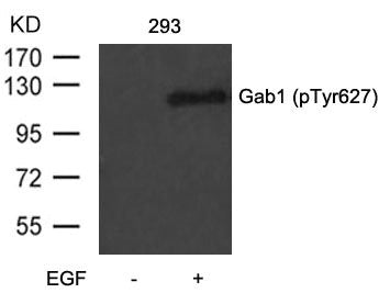 Western blot analysis of extracts from 293 cells untreated or treated with EGF using Gab1(Phospho-Tyr627) Antibody.