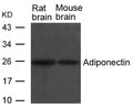 Western blot analysis of extracts from Rat and Mouse brain tissue using Adiponectin Antibody.