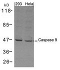Western blot analysis of extracts from 293 and Hela cells using Caspase 9 Antibody.
