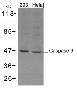 Western blot analysis of extracts from 293 and Hela cells using Caspase 9 Antibody.