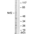 Western blot analysis of extracts from HuvEc cells, using NRF2 antibody.