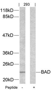 Western blot analysis of extracts from 293 cells using BAD(Ab-155) Antibody and the same antibody preincubated with blocking peptide.