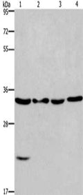 BIRC7 Antibody – Figure 1 of 1