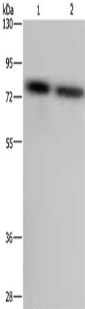Gel: 8%SDS-PAGE, Lysate: 40 ug, Lane 1-2: LoVo cells, Hela cells, Primary antibody: CSB-PA829516(PABPC1 Antibody) at dilution 1/500, Secondary antibody: Goat anti rabbit IgG at 1/8000 dilution, Exposure time: 3 seconds