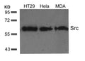 Western blot analysis of extracts from HT29, Hela and MDA cells using Src(Ab-529) Antibody.