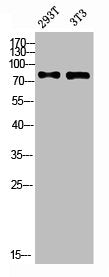 Western blot analysis of 293T 3T3 lysis using DPP4 antibody. Antibody was diluted at 1:500. Secondary antibody  was diluted at 1:20000
