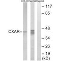 Western blot analysis of extracts from COLO cells and HepG2 cells, using CXADR antibody.