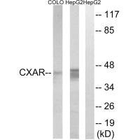 Western blot analysis of extracts from COLO cells and HepG2 cells, using CXADR antibody.