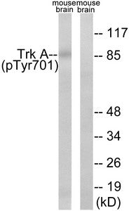 Western blot analysis of extracts from mouse brain cells, using Trk A (Phospho-Tyr701) antibody. The lane on the right is treated with the synthesized peptide.