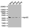 Western Blot
Positive WB detected in: recombinant protein
All lanes:groES Antibody at 1:1000
Secondary
Goat polyclonal to rabbit IgG at 1/20000 dilution
Predicted band size: 38 kDa
Observed band size: 38 kDa