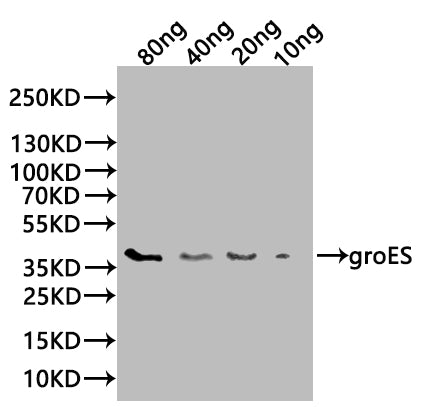 Western Blot
Positive WB detected in: recombinant protein
All lanes:groES Antibody at 1:1000
Secondary
Goat polyclonal to rabbit IgG at 1/20000 dilution
Predicted band size: 38 kDa
Observed band size: 38 kDa