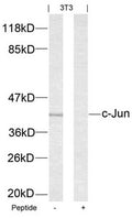 Western blot analysis of extracts from 3T3 cells using c-Jun