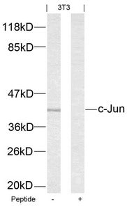 Western blot analysis of extracts from 3T3 cells using c-Jun