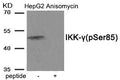 Western blot analysis of extracts from HepG2 cells treated with Anisomycin using Phospho-IKK-gamma (Ser85) antibody.The lane on the right is treated with the antigen-specific peptide.
