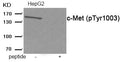 Western blot analysis of extracts from HepG2 tissue using c-Met (Phospho-Tyr1003) antibody.The lane on the right is treated with the antigen-specific peptide.