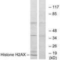 Western blot analysis of extracts from HT-29 cells, using Histone H2AX antibody.