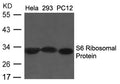 Western blot analysis of extracts from Hela, 293 and PC12 cells using S6 Ribosomal Protein (Ab-235/236) Antibody.