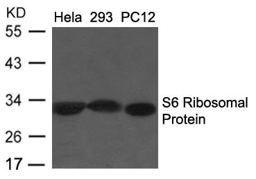 Western blot analysis of extracts from Hela, 293 and PC12 cells using S6 Ribosomal Protein (Ab-235/236) Antibody.