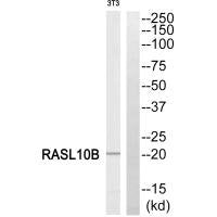 Western blot analysis of extracts from 3T3 cells, using RASL10B antibody.