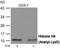 Western blot analysis of extracts from COS-7 cells untreated or treated with TSA, using Histone H4 (Acetyl-Lys5) Antibody.