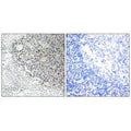 Immunohistochemistry analysis of paraffin-embedded human tonsil tissue using Collagen IX α3 antibody.