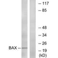 Western blot analysis of extracts from HepG2 cells, using Bax (Ab-167) antibody.