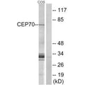Western blot analysis of extracts from COS cells, using CEP70 antibody.