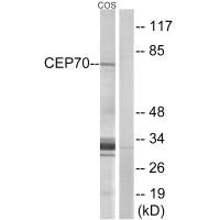 Western blot analysis of extracts from COS cells, using CEP70 antibody.