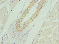 AKT1S1 Antibody – Figure 1 of 2
